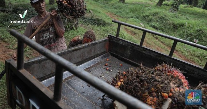 Cadangan Minyak Sawit Indonesia Sentuh Rekor Tertinggi
